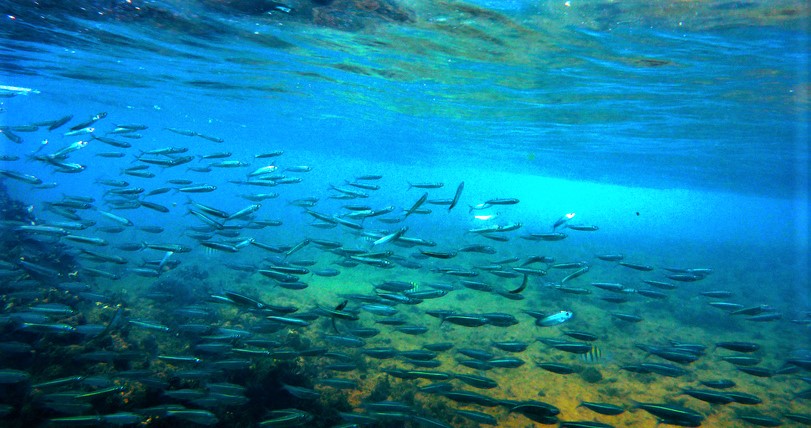 Na imagem vemos um cardume de peixes nadando em um mar de cor azul-turquesa em Ilhabela, São Paulo